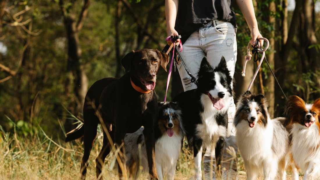 En promenad med två hundar – så blir vardagen både enklare och roligare